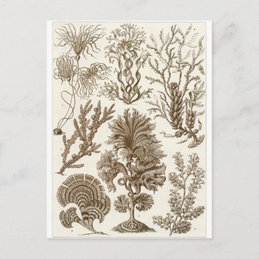 Ernst Haeckel Art Carte postale : Fucoideae (Devant)