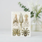 Ernst Haeckel Art Carte postale : Gamochonia (Debout devant)