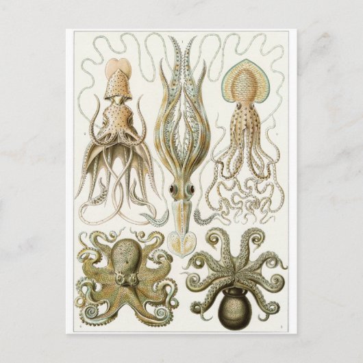 Ernst Haeckel Art Carte postale : Gamochonia (Devant)