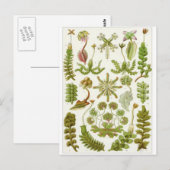 Ernst Haeckel Art Carte postale : Hepaticae (Devant / Derrière)