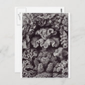 Ernst Haeckel Art Carte postale : Hexacoralla (Devant / Derrière)