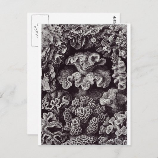 Ernst Haeckel Art Carte postale : Hexacoralla (Devant / Derrière)