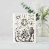 Ernst Haeckel Art Carte postale : Hexactinellae (Debout devant)