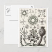 Ernst Haeckel Art Carte postale : Hexactinellae (Devant / Derrière)