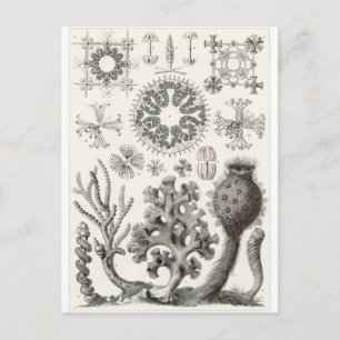 Ernst Haeckel Art Carte postale : Hexactinellae