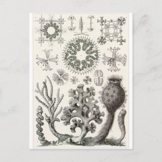 Ernst Haeckel Art Carte postale : Hexactinellae (Devant)