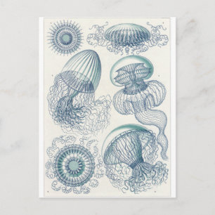 Ernst Haeckel Art Carte postale : Leptomedusae