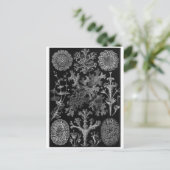 Ernst Haeckel Art Carte postale : Lichenes (Debout devant)