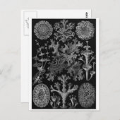 Ernst Haeckel Art Carte postale : Lichenes (Devant / Derrière)