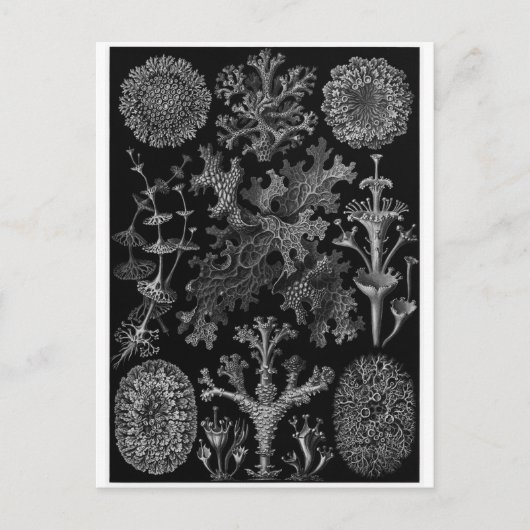 Ernst Haeckel Art Carte postale : Lichenes (Devant)