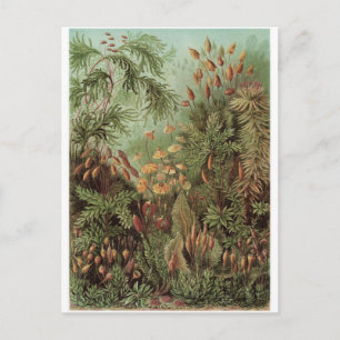 Ernst Haeckel Art Carte postale : Muscinae