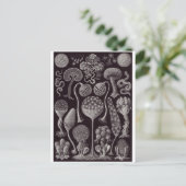 Ernst Haeckel Art Carte postale : Mycetozoa (Debout devant)