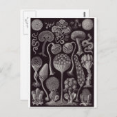 Ernst Haeckel Art Carte postale : Mycetozoa (Devant / Derrière)