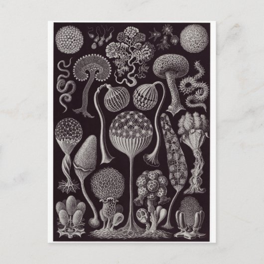 Ernst Haeckel Art Carte postale : Mycetozoa (Devant)