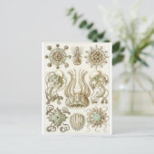 Ernst Haeckel Art Carte postale : Narcomedusae (Debout devant)