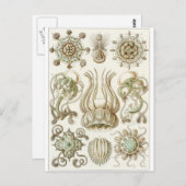 Ernst Haeckel Art Carte postale : Narcomedusae (Devant / Derrière)