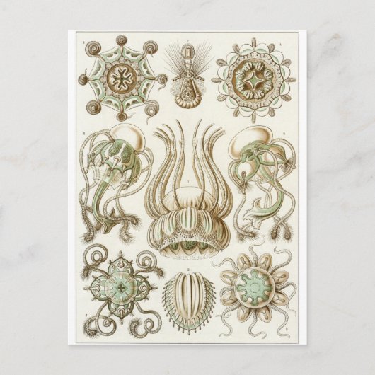 Ernst Haeckel Art Carte postale : Narcomedusae (Devant)