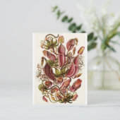 Ernst Haeckel Art Carte postale : Nepenthaceae (Debout devant)