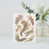 Ernst Haeckel Art Carte postale : Nudibranchia (Debout devant)