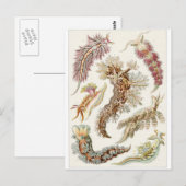 Ernst Haeckel Art Carte postale : Nudibranchia (Devant / Derrière)