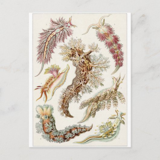 Ernst Haeckel Art Carte postale : Nudibranchia (Devant)