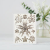 Ernst Haeckel Art Carte postale : Ophiodée (Debout devant)