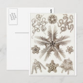 Ernst Haeckel Art Carte postale : Ophiodée (Devant / Derrière)