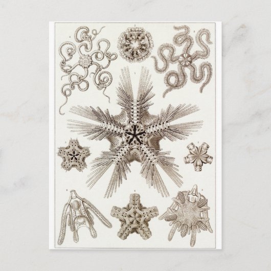 Ernst Haeckel Art Carte postale : Ophiodée (Devant)