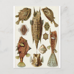 Ernst Haeckel Art Carte postale : Ostraciontes