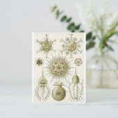 Ernst Haeckel Art Carte postale : Phaeodaria (Debout devant)