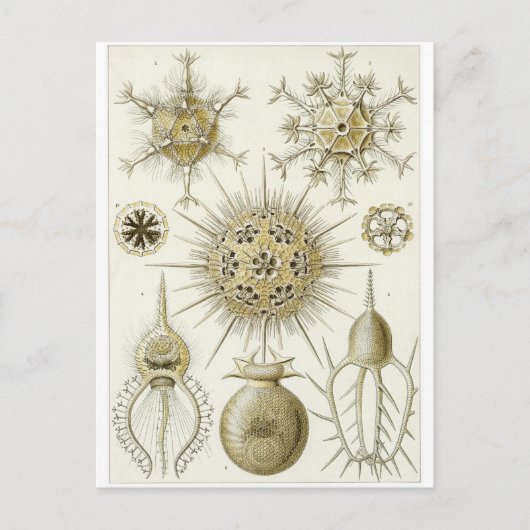 Ernst Haeckel Art Carte postale : Phaeodaria (Devant)