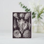 Ernst Haeckel Art Carte postale : Prosobranchia (Debout devant)