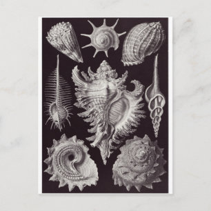 Ernst Haeckel Art Carte postale : Prosobranchia