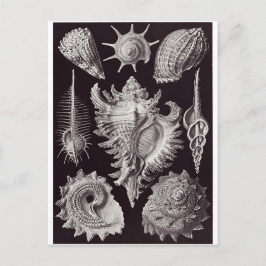 Ernst Haeckel Art Carte postale : Prosobranchia (Devant)