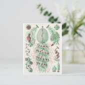 Ernst Haeckel Art Carte postale : Siphonophorae (Debout devant)