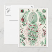 Ernst Haeckel Art Carte postale : Siphonophorae (Devant / Derrière)