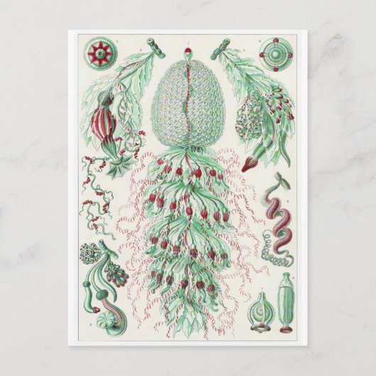 Ernst Haeckel Art Carte postale : Siphonophorae (Devant)