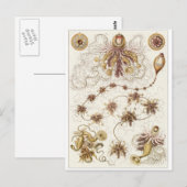 Ernst Haeckel Art Carte postale : Siphonophorae (Devant / Derrière)