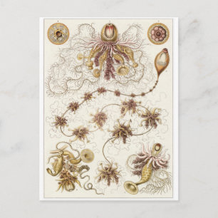 Ernst Haeckel Art Carte postale : Siphonophorae