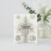 Ernst Haeckel Art Carte postale : Siphonophorae (Debout devant)