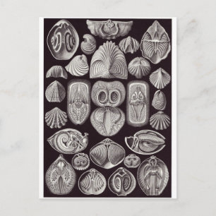 Ernst Haeckel Art Carte postale : Spirobranchia