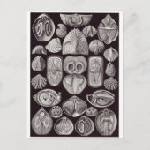 Ernst Haeckel Art Carte postale : Spirobranchia (Devant)