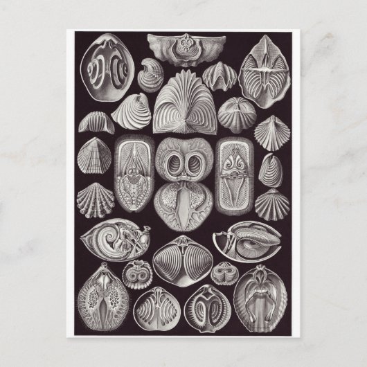 Ernst Haeckel Art Carte postale : Spirobranchia (Devant)