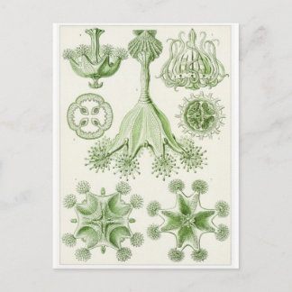Ernst Haeckel Art Carte postale : Stauromedusae