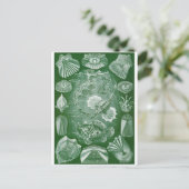 Ernst Haeckel Art Carte postale : Teleostei (Debout devant)