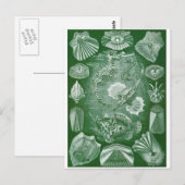Ernst Haeckel Art Carte postale : Teleostei (Devant / Derrière)