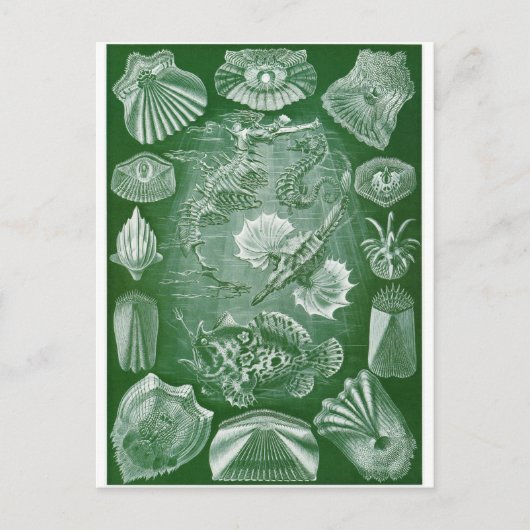Ernst Haeckel Art Carte postale : Teleostei (Devant)