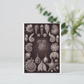 Ernst Haeckel Art Carte postale : Thalamphora (Debout devant)