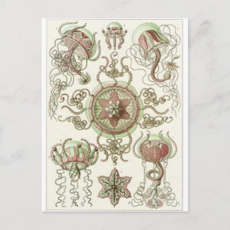 Ernst Haeckel Art Carte postale : Trachomedusae