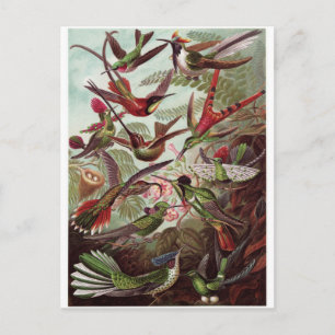 Ernst Haeckel Art Carte postale : Trochilidae